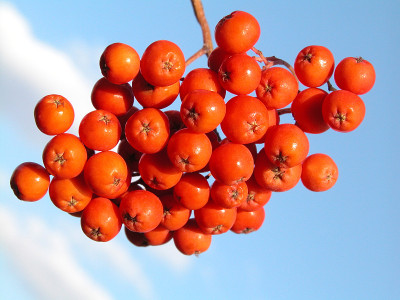 rowanberry