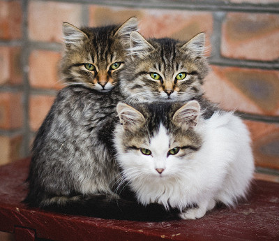 三只小猫