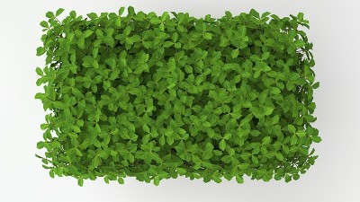 一个绿色植物孤立在白色上的3d渲染