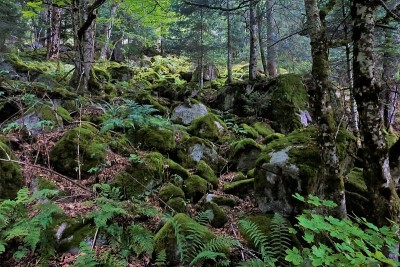 Frankenthal-Missheimle自然保护区长满苔藓的岩石