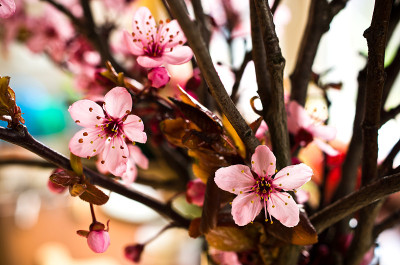 桑树鲜花花束