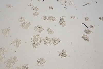 在坦桑尼亚桑给巴尔的基温瓦海滩上的沙泡蟹洞和沙球，印度洋，非洲