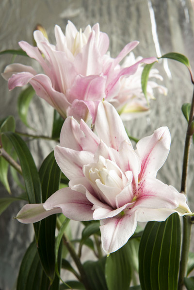 百合在春天开放