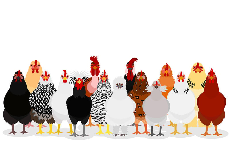 various chicken group