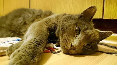 俄罗斯蓝猫躺在地板上