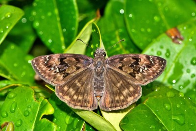 霍勒斯的Duskywing (Erynnis horatius)蝴蝶张开翅膀。