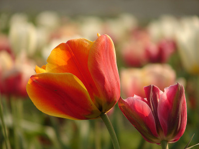 公园里的郁金香花