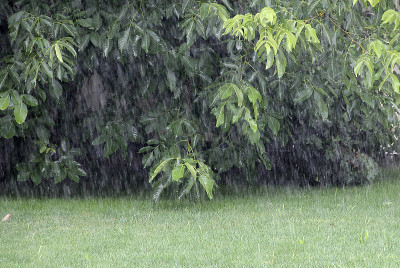 雨