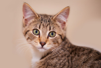 棕色虎斑小猫