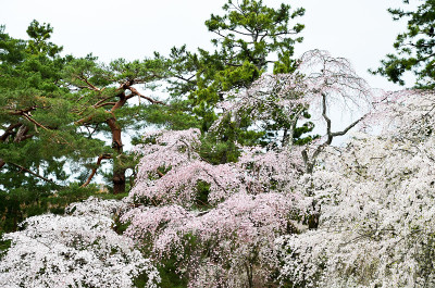 日本京都京都御苑的樱花
