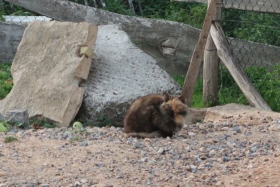 野猫