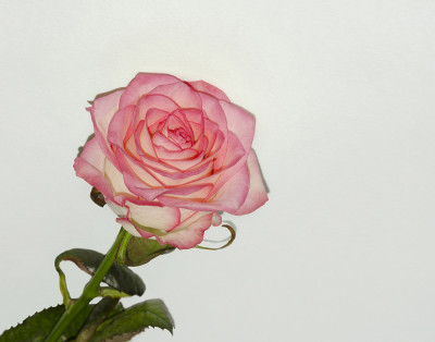 玫瑰之花