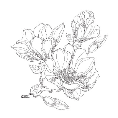 茎具木兰花，芽和叶孤立在白色上。