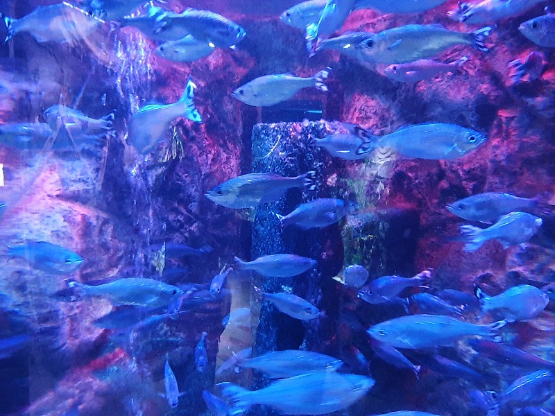 奥尔顿塔水族馆