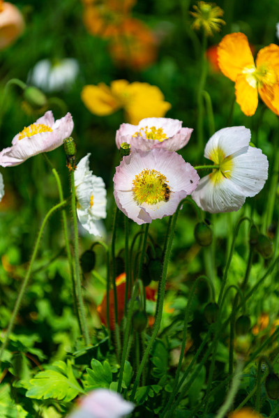 花