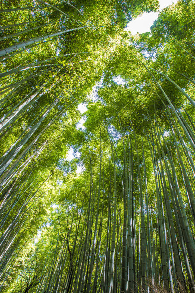 日本京都岚山竹林