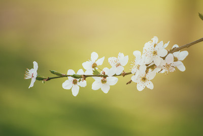 李子春花
