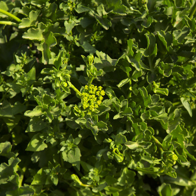 大卡纳利岛植物志-开花的宽叶Astydamia latifolia, Canary Sea Fenn