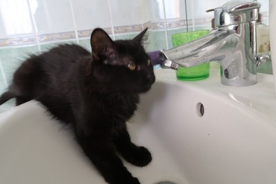 小黑猫叫幸运
