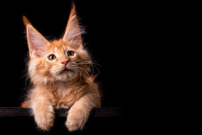 黑色背景上的缅因猫。