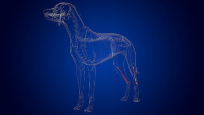 腓骨狗骨骼解剖医学概念3D