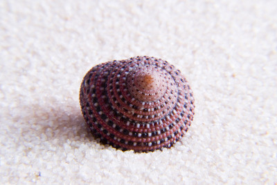 海贝