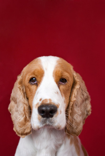 可卡犬系列。
