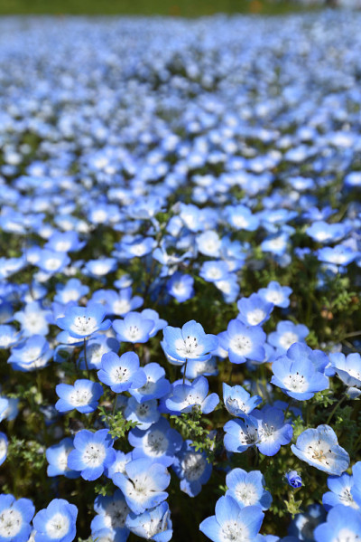 凤仙花，著名的春花