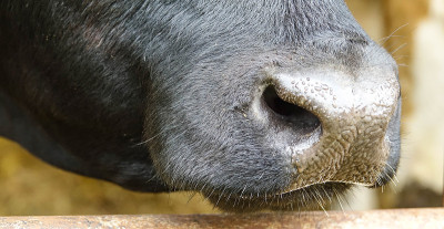 靠近牛的口鼻和鼻孔