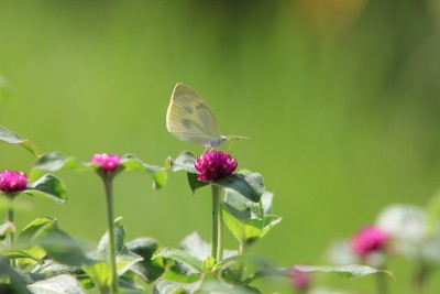 蝴蝶在给花授粉