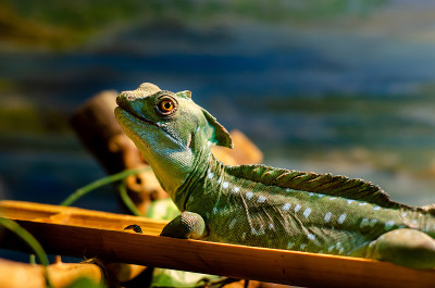 常见的蛇怪(Basiliscus Basiliscus)是蛇怪科的一种蜥蜴。