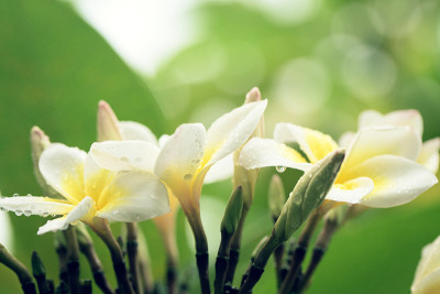 白色鸡蛋花与水滴