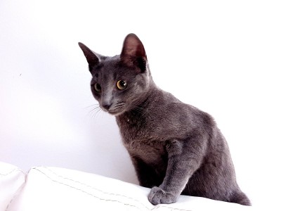 查特鲁小猫