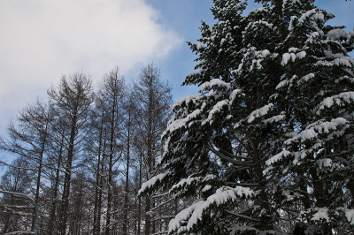 穿雪松林和落叶松林
