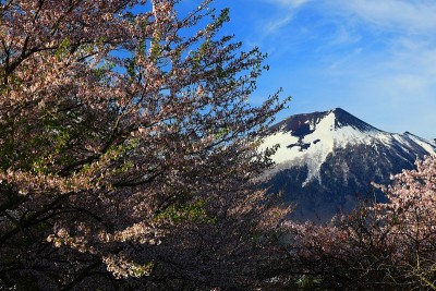 岩手山和樱花