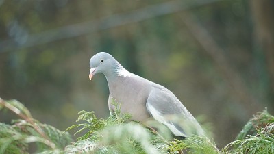 鸽子坐在树上