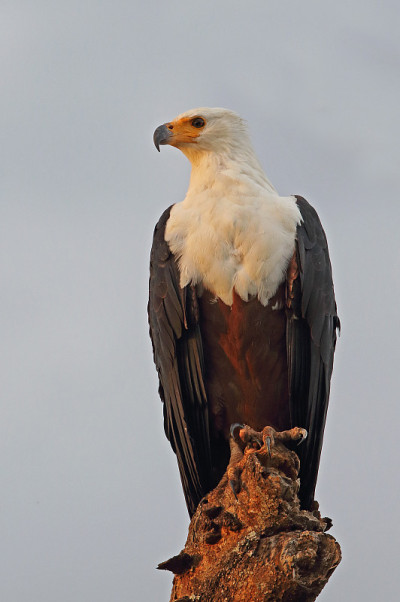 非洲Fish-eagle