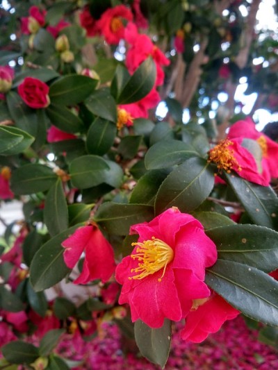 背景的粉红色的山茶花日本公园近距离。春天的时间。