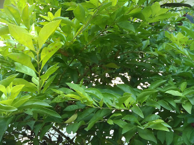 绿叶金黄的露珠