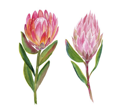热带花卉，水彩画插图。用于请柬、卡片、包装、婚礼、纸张、织物等。