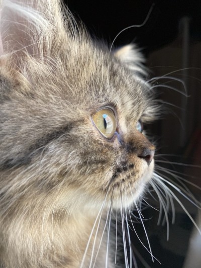 天使猫