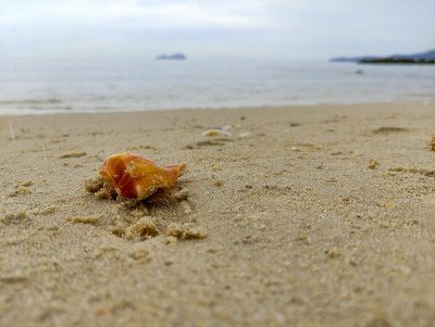 海贝