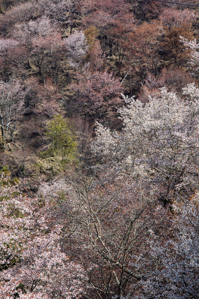 吉野山的樱花
