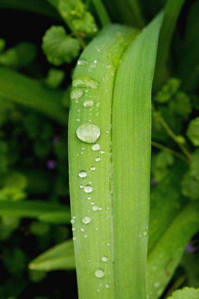 雨后野百合的叶子