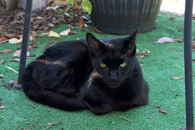 黑猫躺在外面看观众