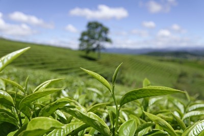 高原绿茶农场