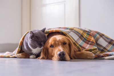 金毛猎犬和英国猫