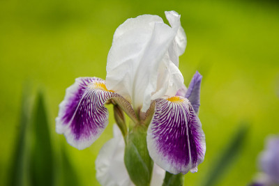 虹膜花