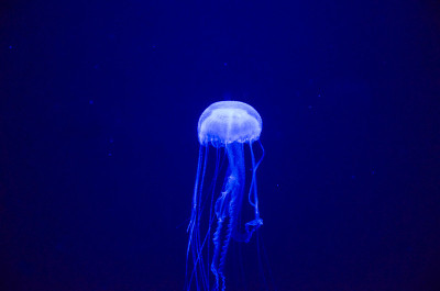 水母在海里游泳。