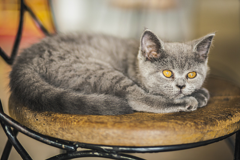 可爱的小猫，俄罗斯蓝品种